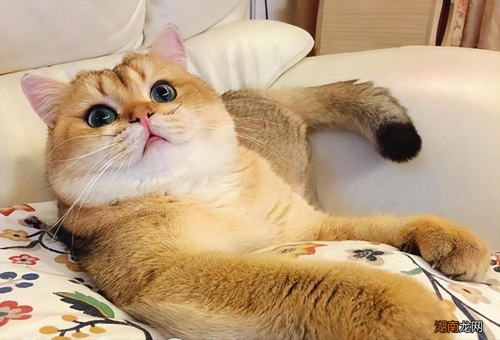 宠物猫金渐层是品种还是颜色 金渐层属于什么品种