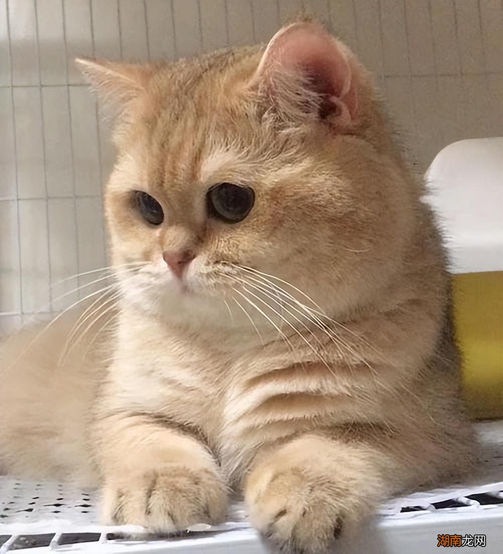 宠物猫金渐层是品种还是颜色 金渐层属于什么品种