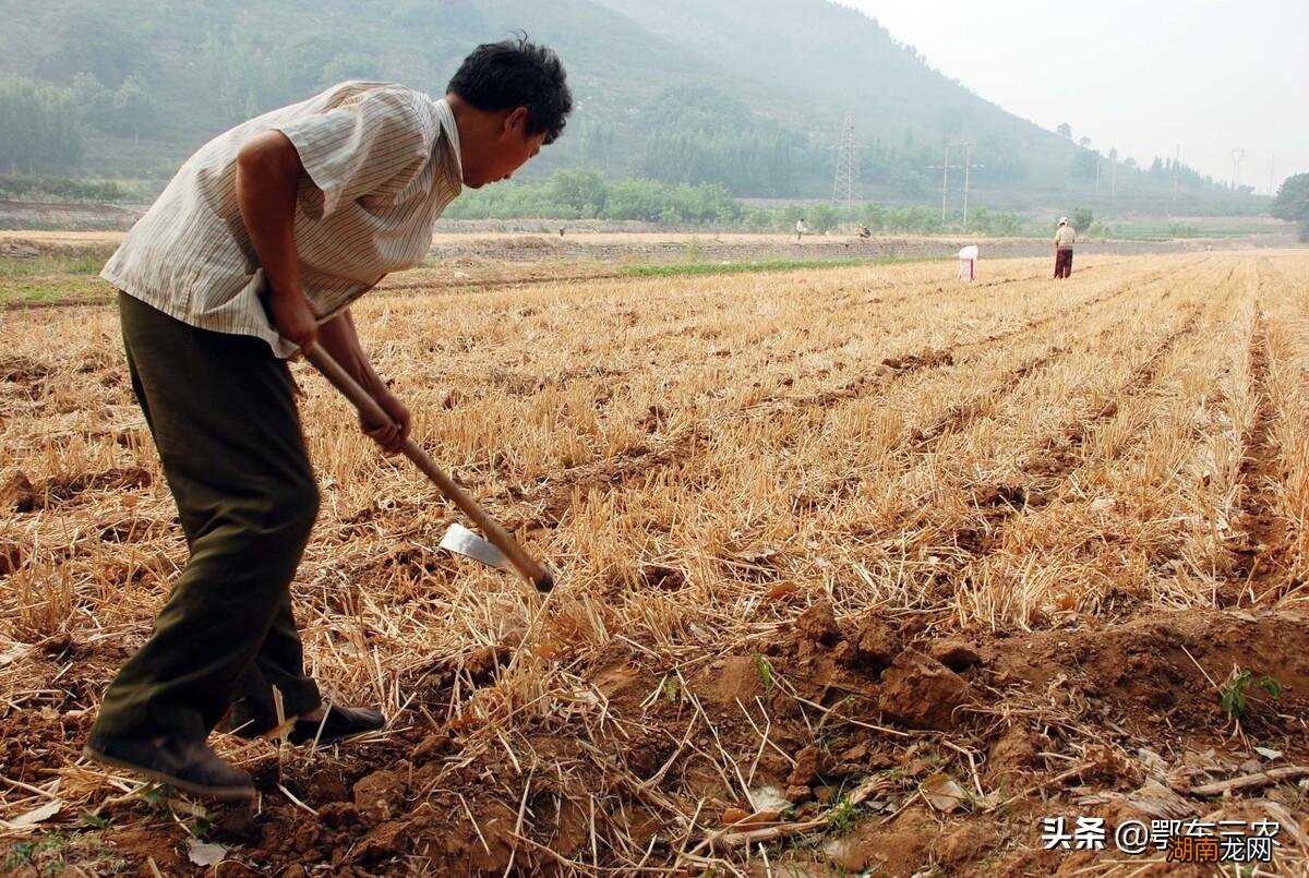 如何计算种植数量 玉米的行距与株距应该有多少