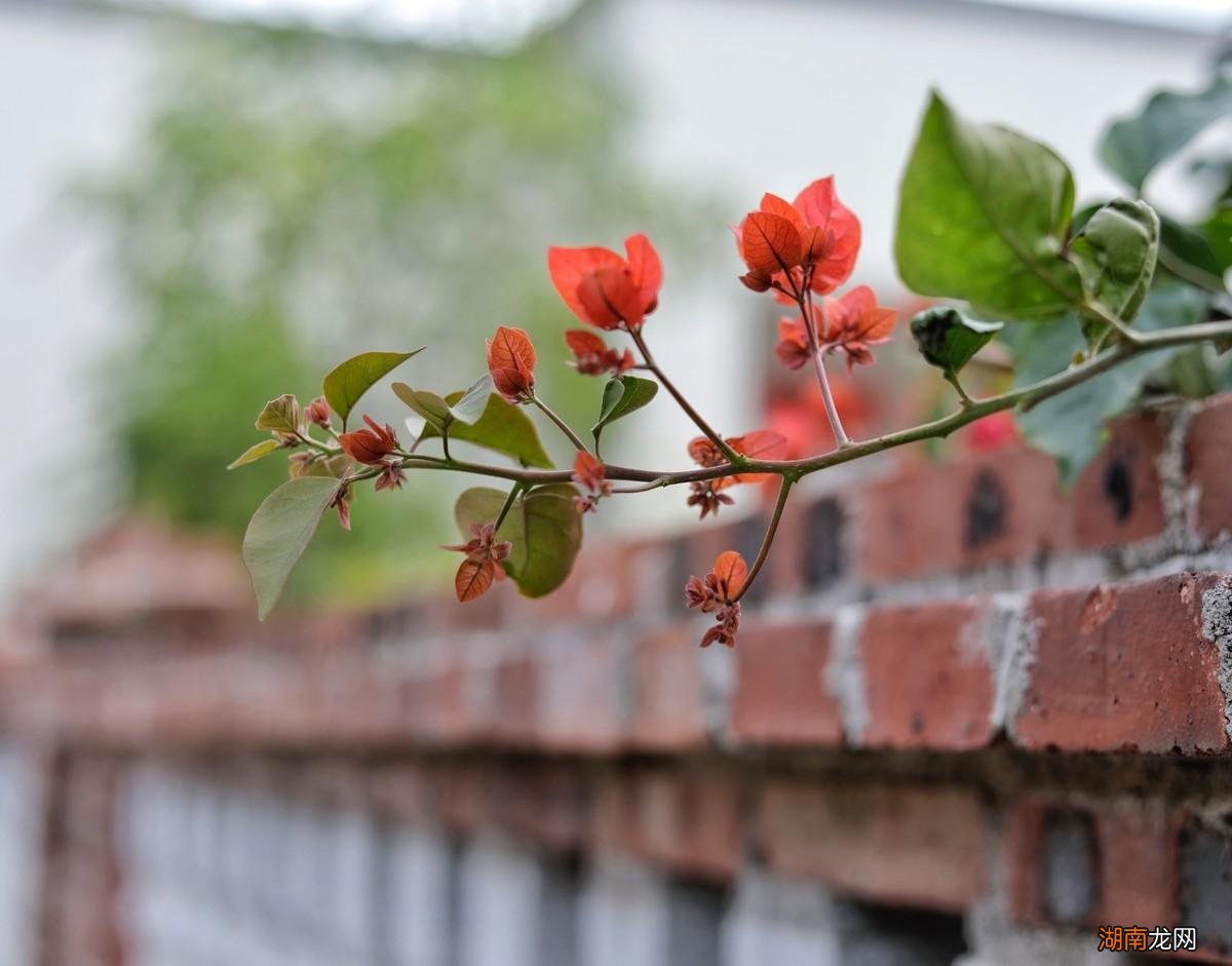 叶绍翁所作游园不值赏析 春色满园关不住出自哪首诗