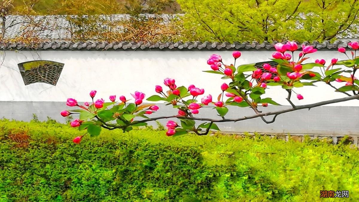 叶绍翁所作游园不值赏析 春色满园关不住出自哪首诗