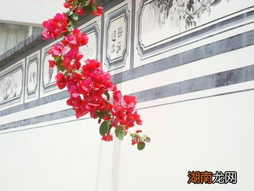 叶绍翁所作游园不值赏析 春色满园关不住出自哪首诗