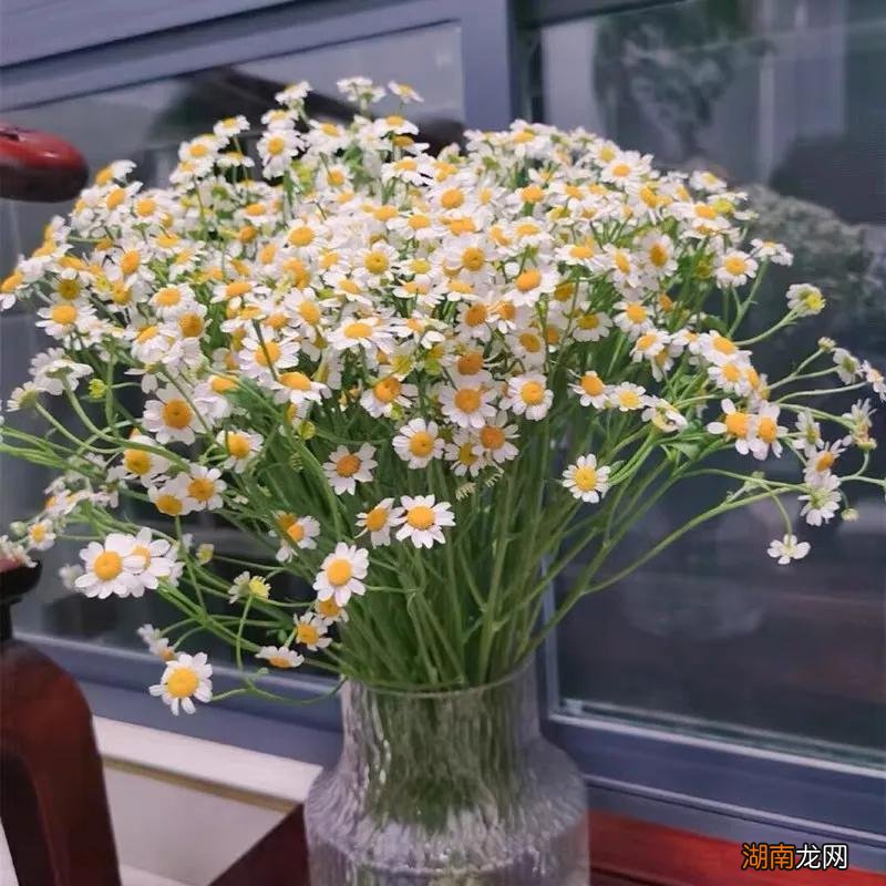 洋甘菊代表的象征与寓意 洋甘菊花的花语是什么意思