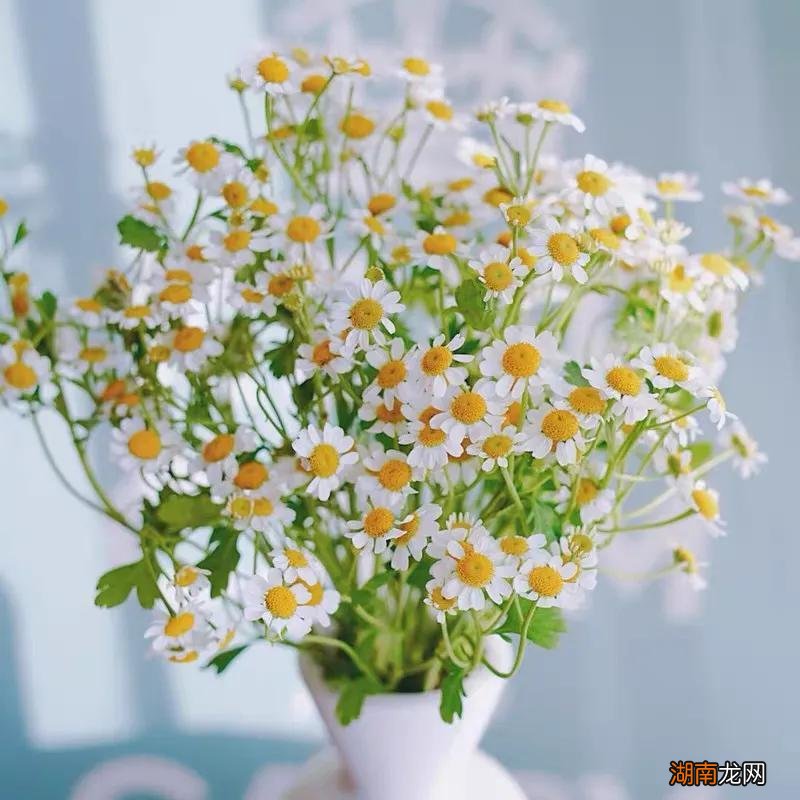 洋甘菊代表的象征与寓意 洋甘菊花的花语是什么意思