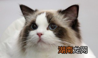 猫零食怎么做 怎么做猫零食