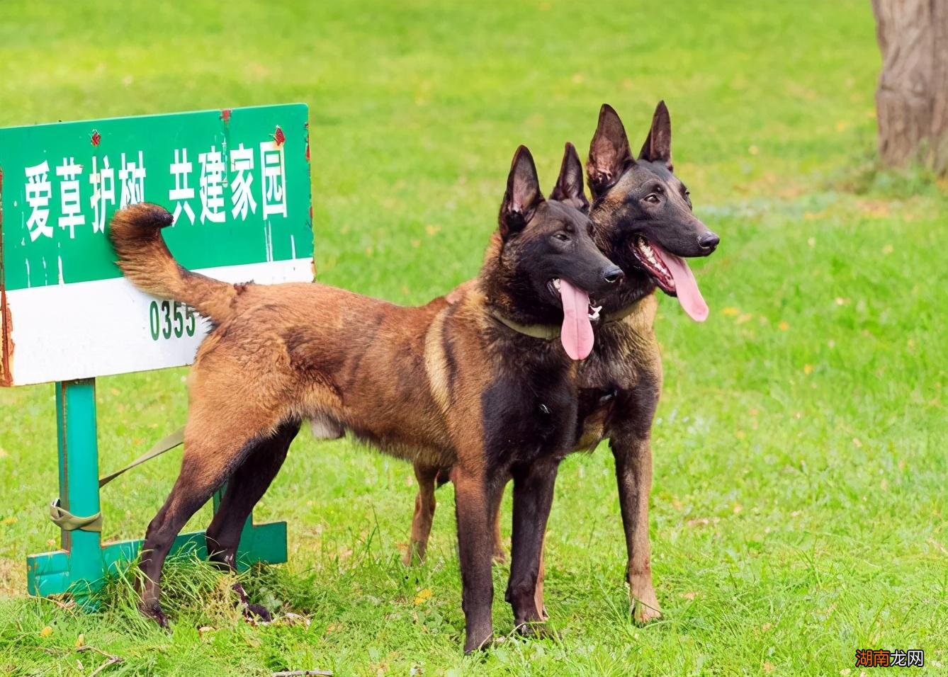 家里养马犬的优点和缺点 马犬是哪个国家的品种