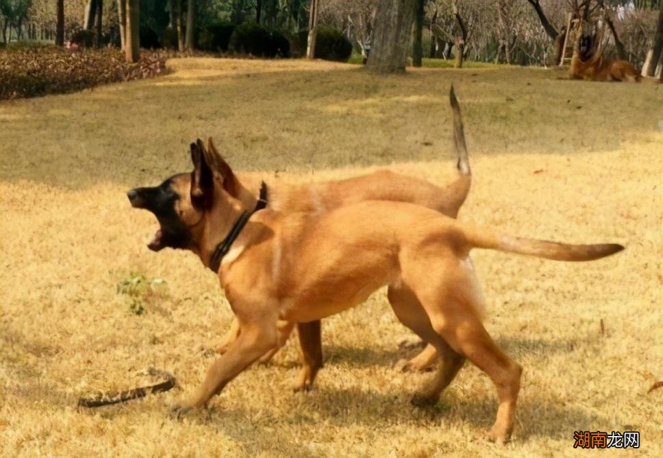 家里养马犬的优点和缺点 马犬是哪个国家的品种