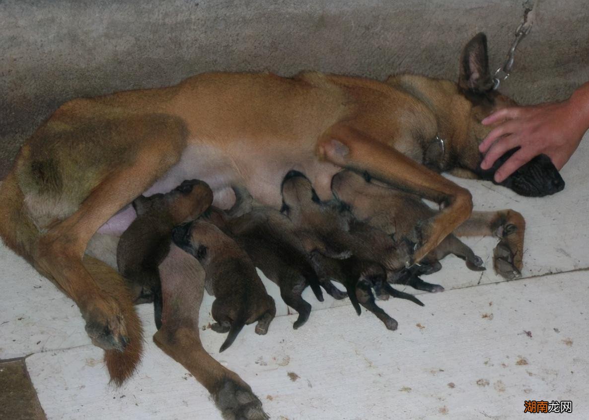 家里养马犬的优点和缺点 马犬是哪个国家的品种