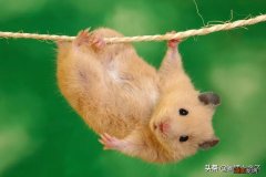仓鼠为什么有喜欢转滚轮的习性 仓鼠喜欢什么玩具