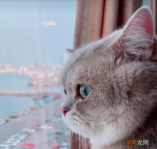 家里宠物猫咪感到孤独的表现 猫咪自己过夜会孤独吗