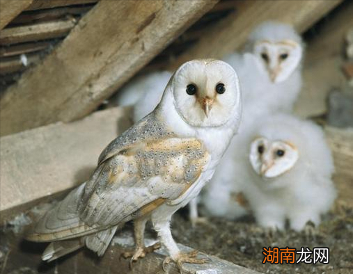 常见的7种鸟种类名字 农村常见鸟类大全鸟名图片