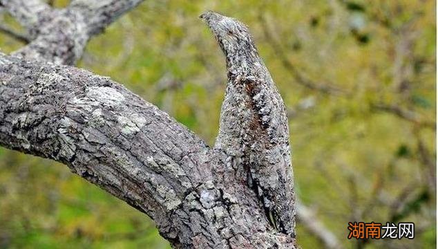 常见的7种鸟种类名字 农村常见鸟类大全鸟名图片