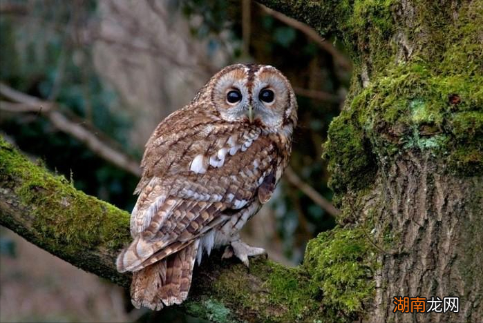 常见的7种鸟种类名字 农村常见鸟类大全鸟名图片