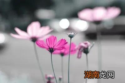 全诗表达了白居易什么情感思想 花非花白居易古诗意思