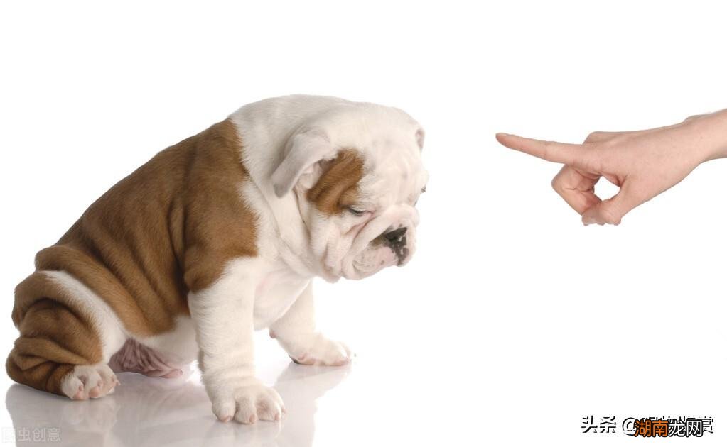 图解狗狗训练教程及技巧 小狗怎么训练它才能听话