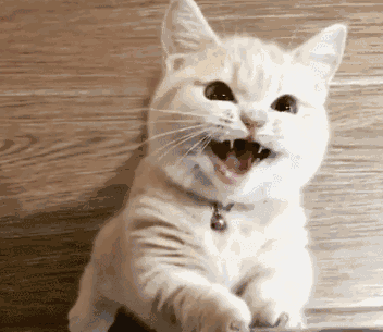 猫晚上老是叫个不停的6种原因 猫晚上嗷嗷叫是什么意思