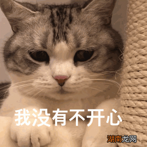 猫晚上老是叫个不停的6种原因 猫晚上嗷嗷叫是什么意思