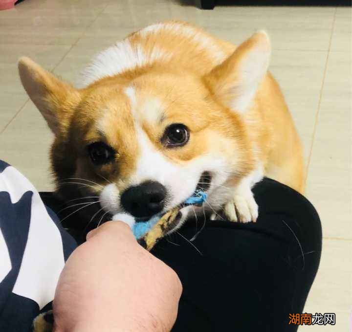 柯基咬主人什么意思 为什么柯基喜欢咬主人脚后跟衣服