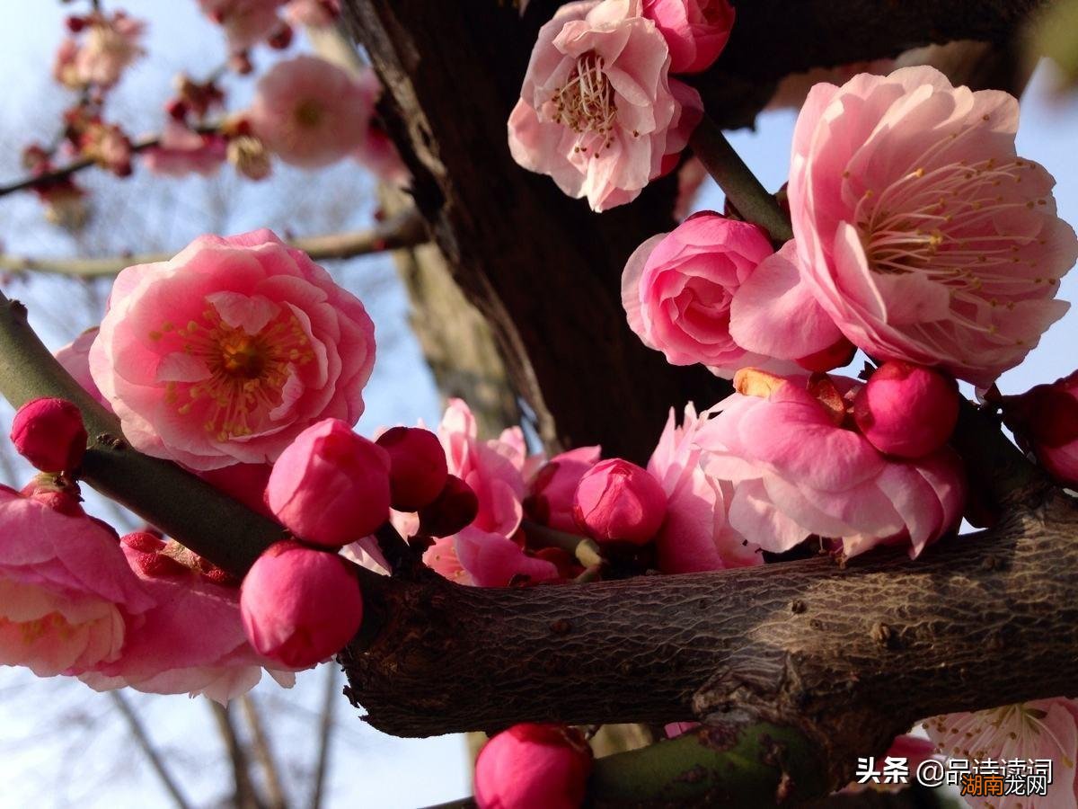 表达诗人什么情感思想 古诗《咏梅》王安石翻译与赏析