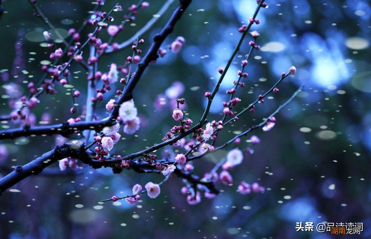 表达诗人什么情感思想 古诗《咏梅》王安石翻译与赏析