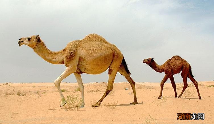 自然界骆驼却几乎没有天敌 什么动物没有天敌除了人类以外