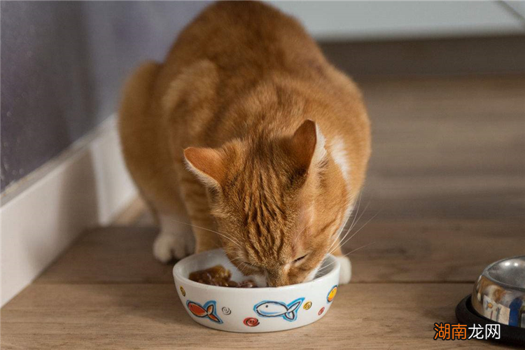 十大安全放心猫粮牌子名单 世界十大顶级猫粮品牌