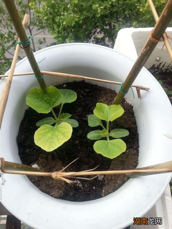 阳台栽种小葫芦盆栽时间和方法 小葫芦几月份种最好