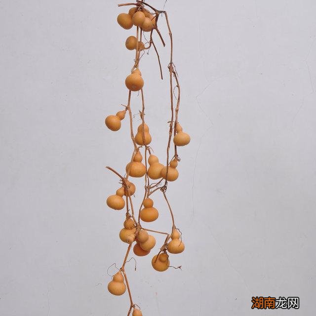 阳台栽种小葫芦盆栽时间和方法 小葫芦几月份种最好