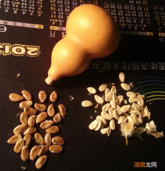 阳台栽种小葫芦盆栽时间和方法 小葫芦几月份种最好