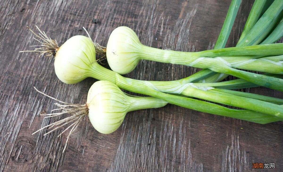 洋葱过早开花球茎会停止生长的 洋葱会开花吗