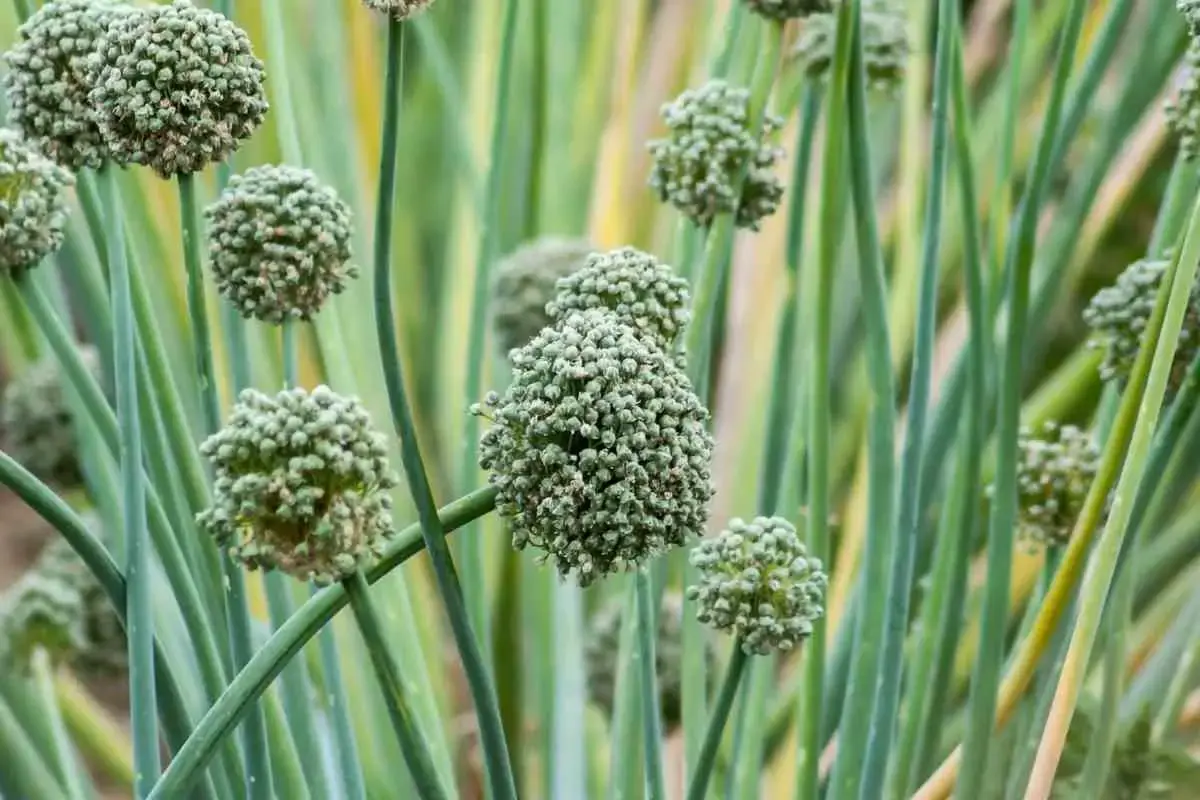 洋葱过早开花球茎会停止生长的 洋葱会开花吗