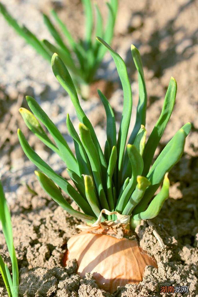 洋葱过早开花球茎会停止生长的 洋葱会开花吗