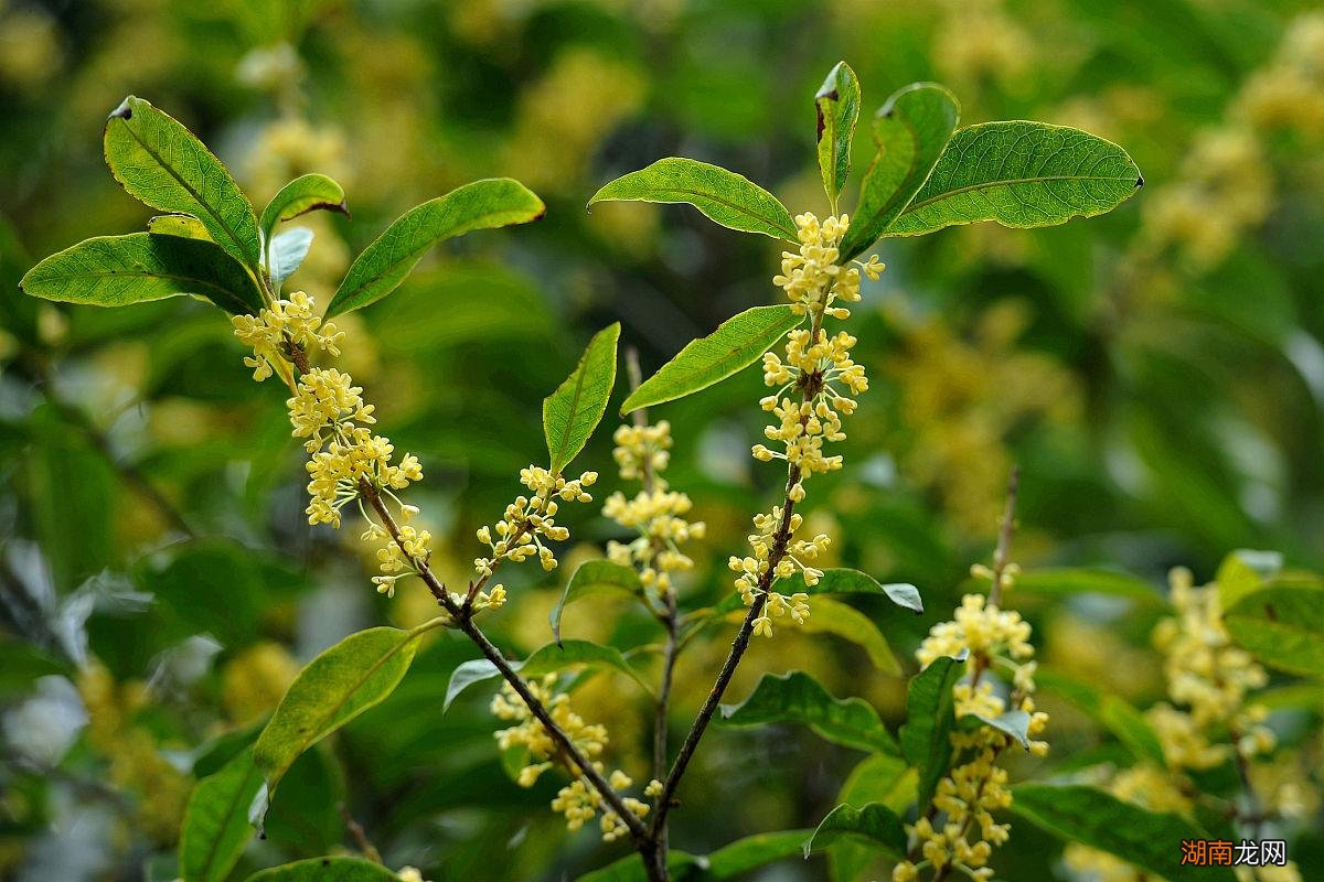 桂花树怎么养才开花多 桂花不开花是什么原因造成的