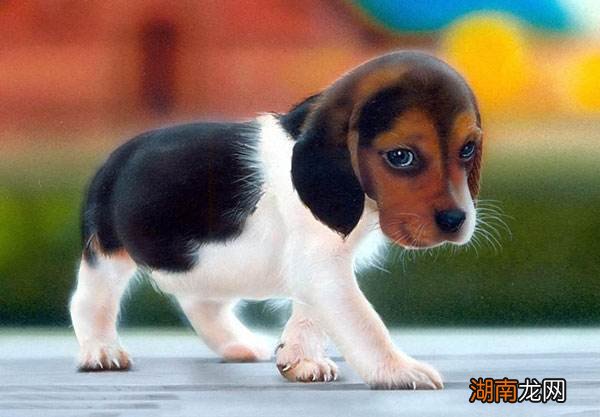 养狗屋子里有尿骚味怎么处理 养过狗的屋子太臭怎么办