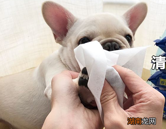 养狗屋子里有尿骚味怎么处理 养过狗的屋子太臭怎么办