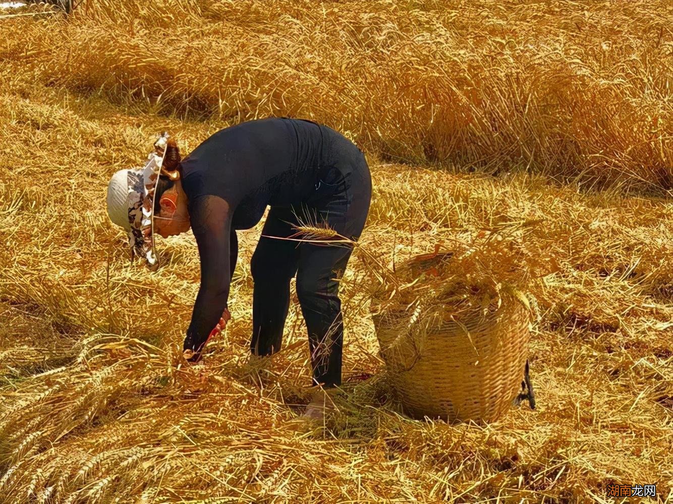 小麦亩产量及收入情况分析 一亩麦子可以产多少斤