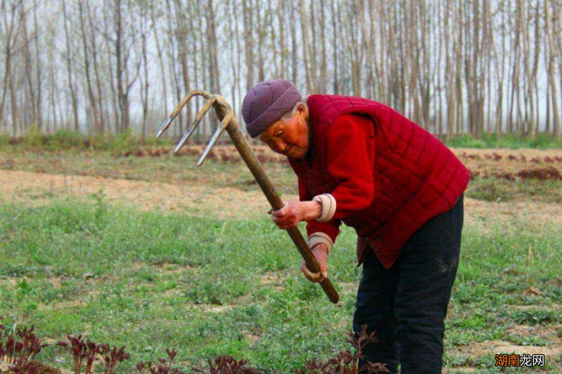 小麦亩产量及收入情况分析 一亩麦子可以产多少斤