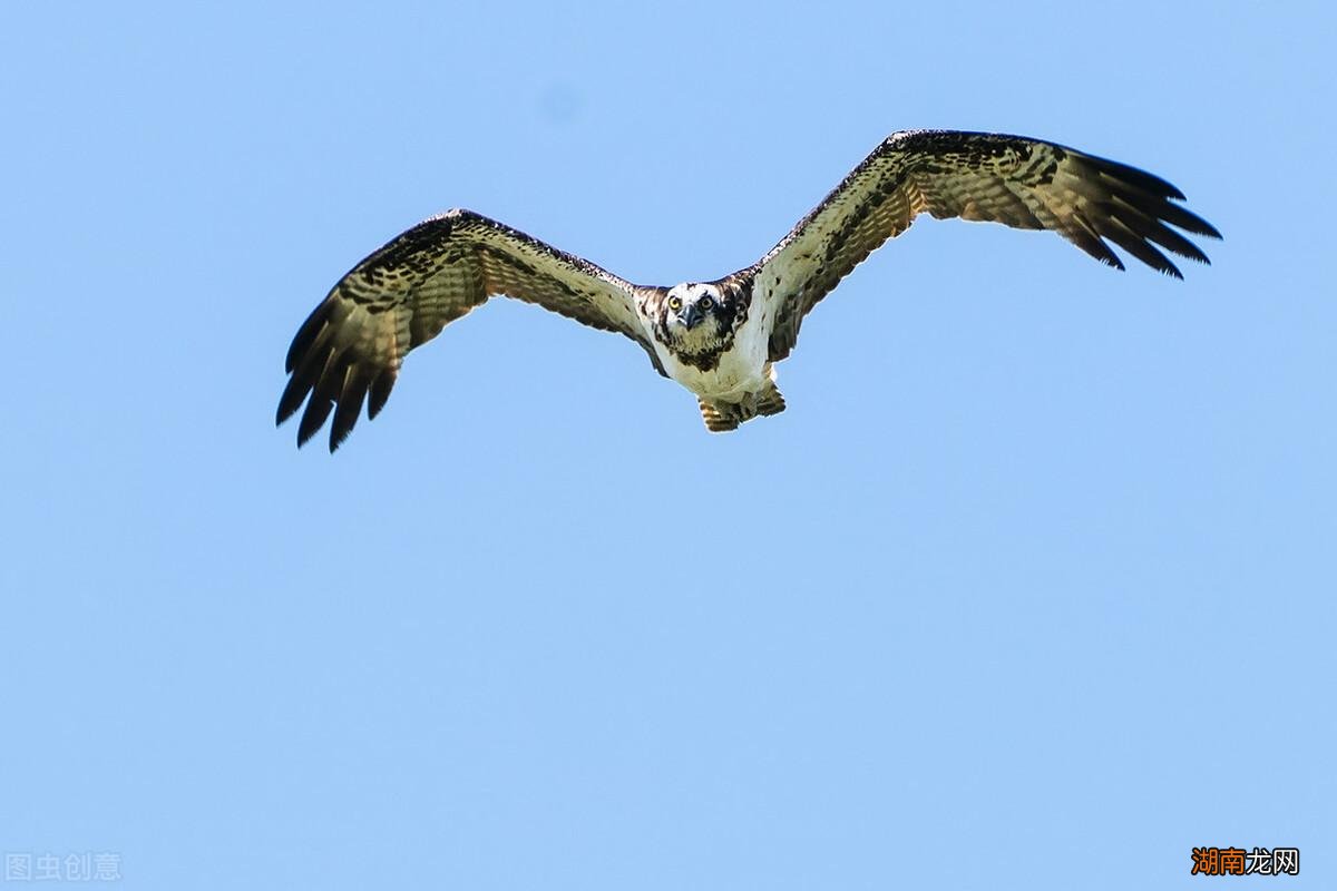 关关鸣叫的雎鸠鸟栖息于沙洲之地 雎鸠是什么鸟