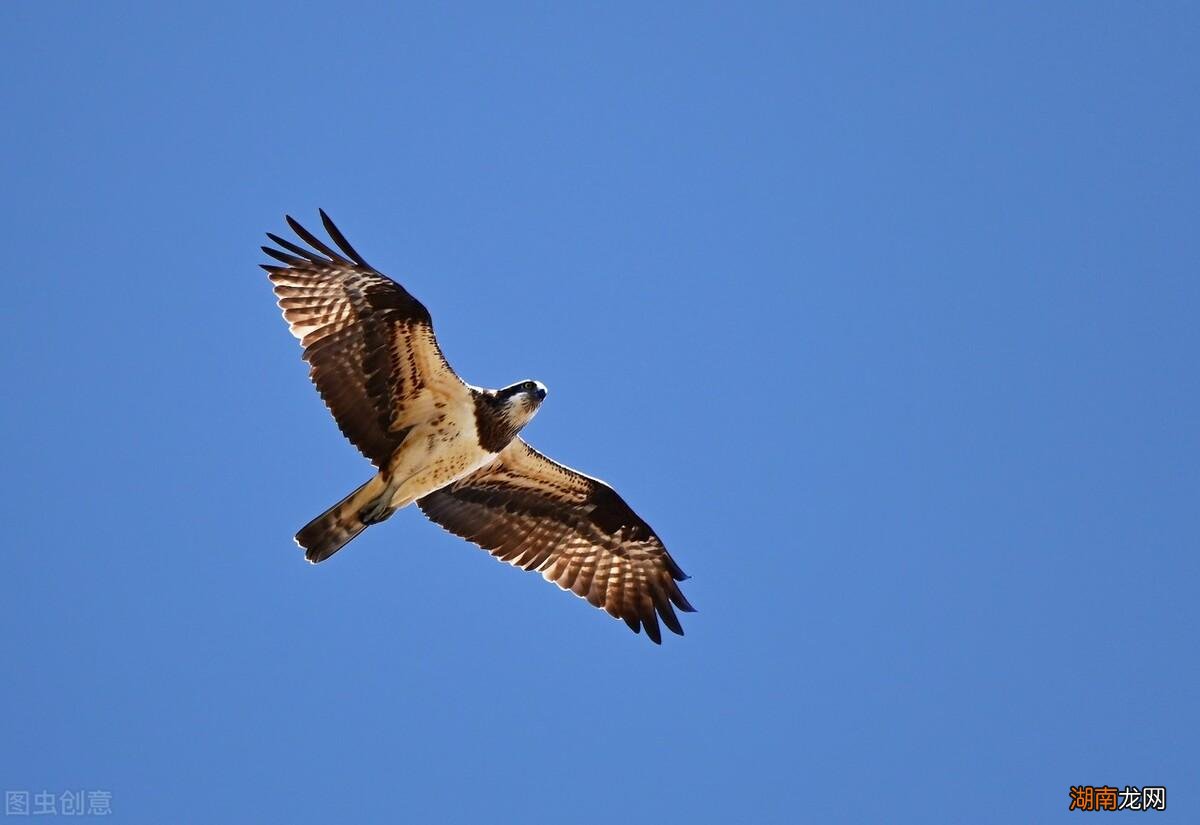关关鸣叫的雎鸠鸟栖息于沙洲之地 雎鸠是什么鸟