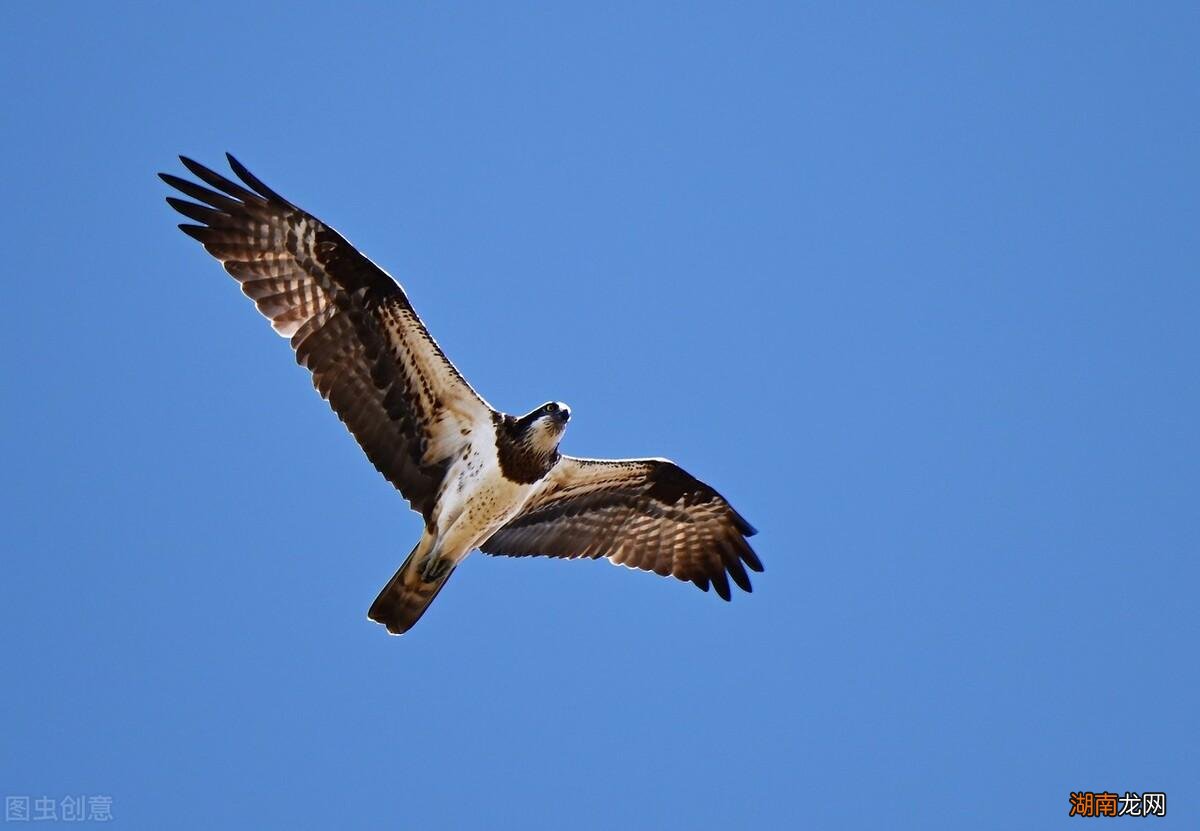 关关鸣叫的雎鸠鸟栖息于沙洲之地 雎鸠是什么鸟