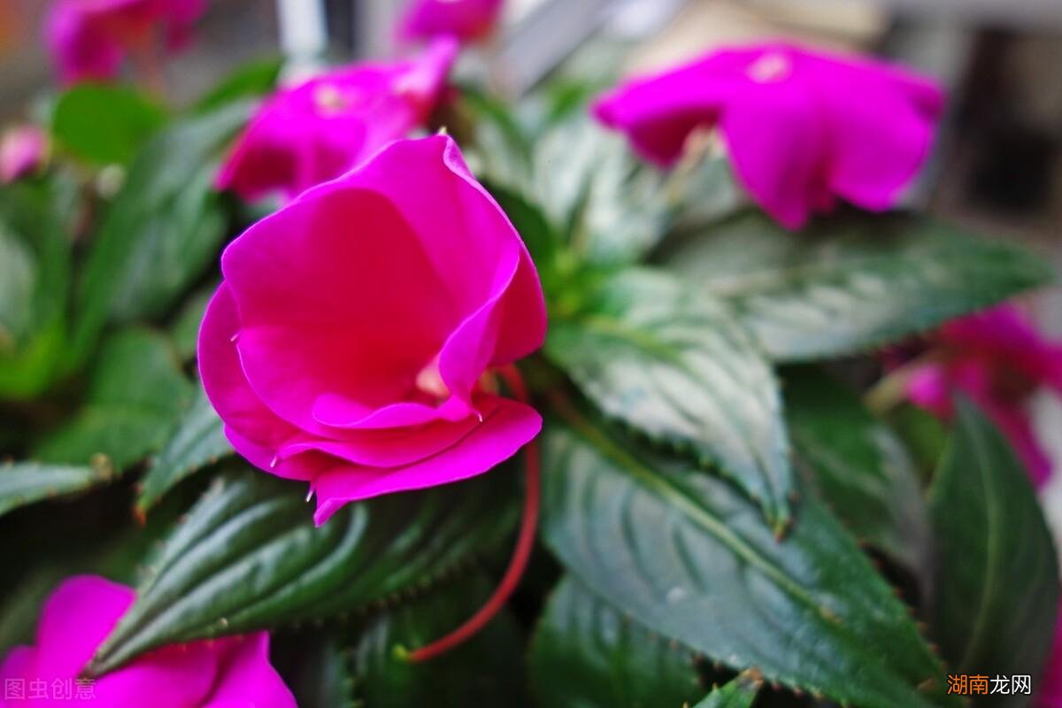 染指甲的凤仙花有驱赶蛇的作用吗 凤仙花驱蛇是真的吗