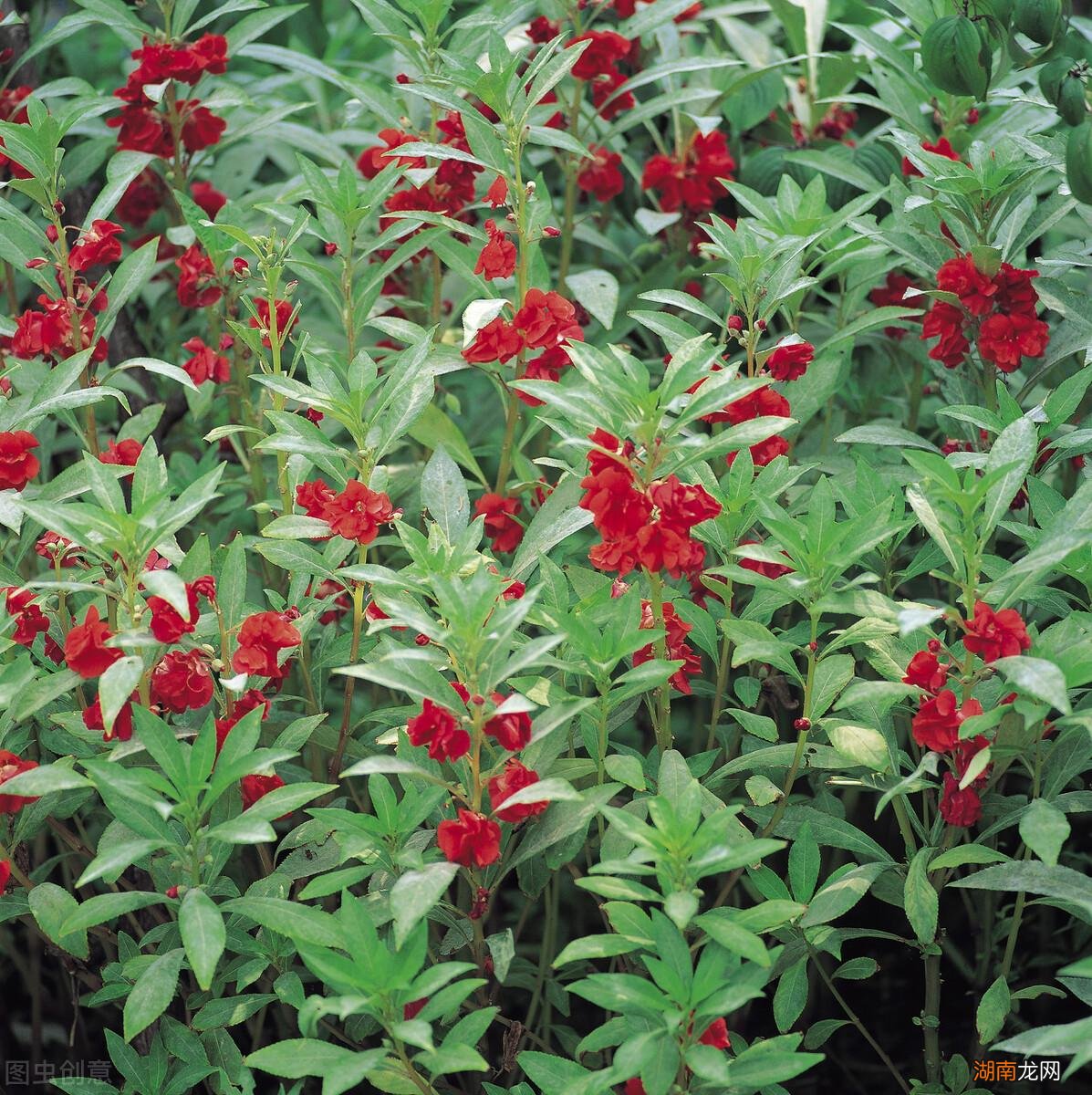 染指甲的凤仙花有驱赶蛇的作用吗 凤仙花驱蛇是真的吗