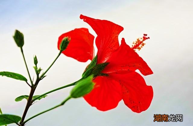 扶桑花为什么不能在家养 扶桑花的寓意是什么意思