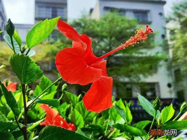 扶桑花为什么不能在家养 扶桑花的寓意是什么意思