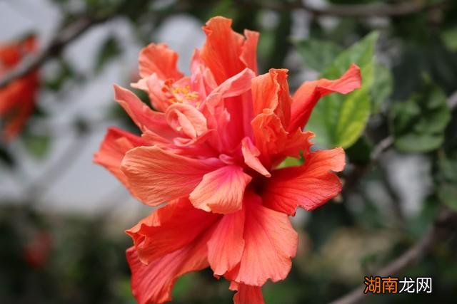 扶桑花为什么不能在家养 扶桑花的寓意是什么意思