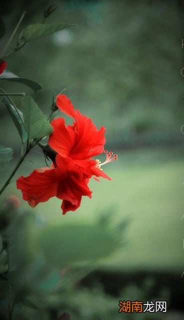 扶桑花为什么不能在家养 扶桑花的寓意是什么意思