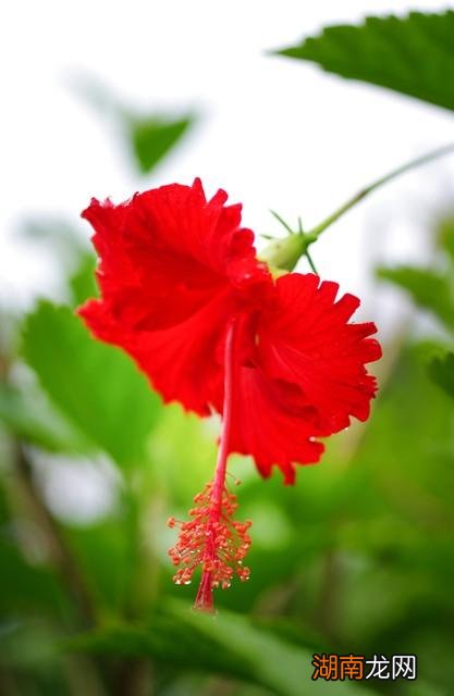 扶桑花为什么不能在家养 扶桑花的寓意是什么意思