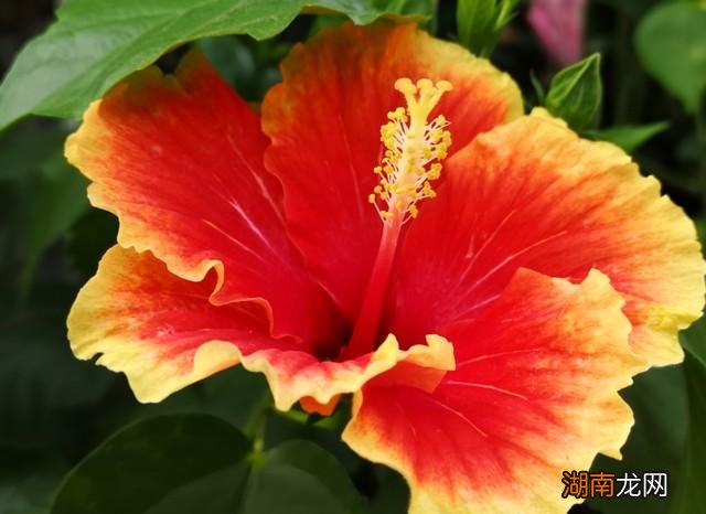 扶桑花为什么不能在家养 扶桑花的寓意是什么意思