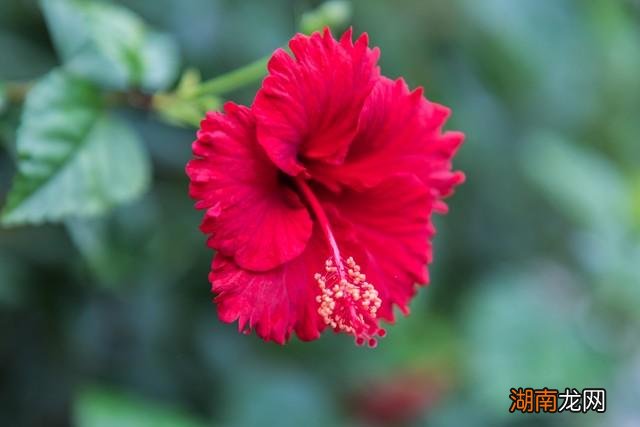 扶桑花为什么不能在家养 扶桑花的寓意是什么意思