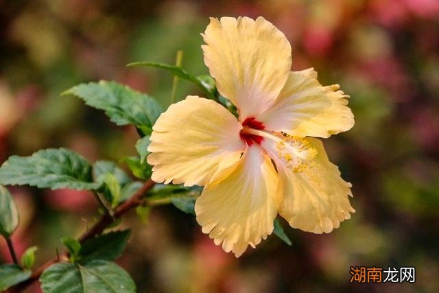 扶桑花为什么不能在家养 扶桑花的寓意是什么意思